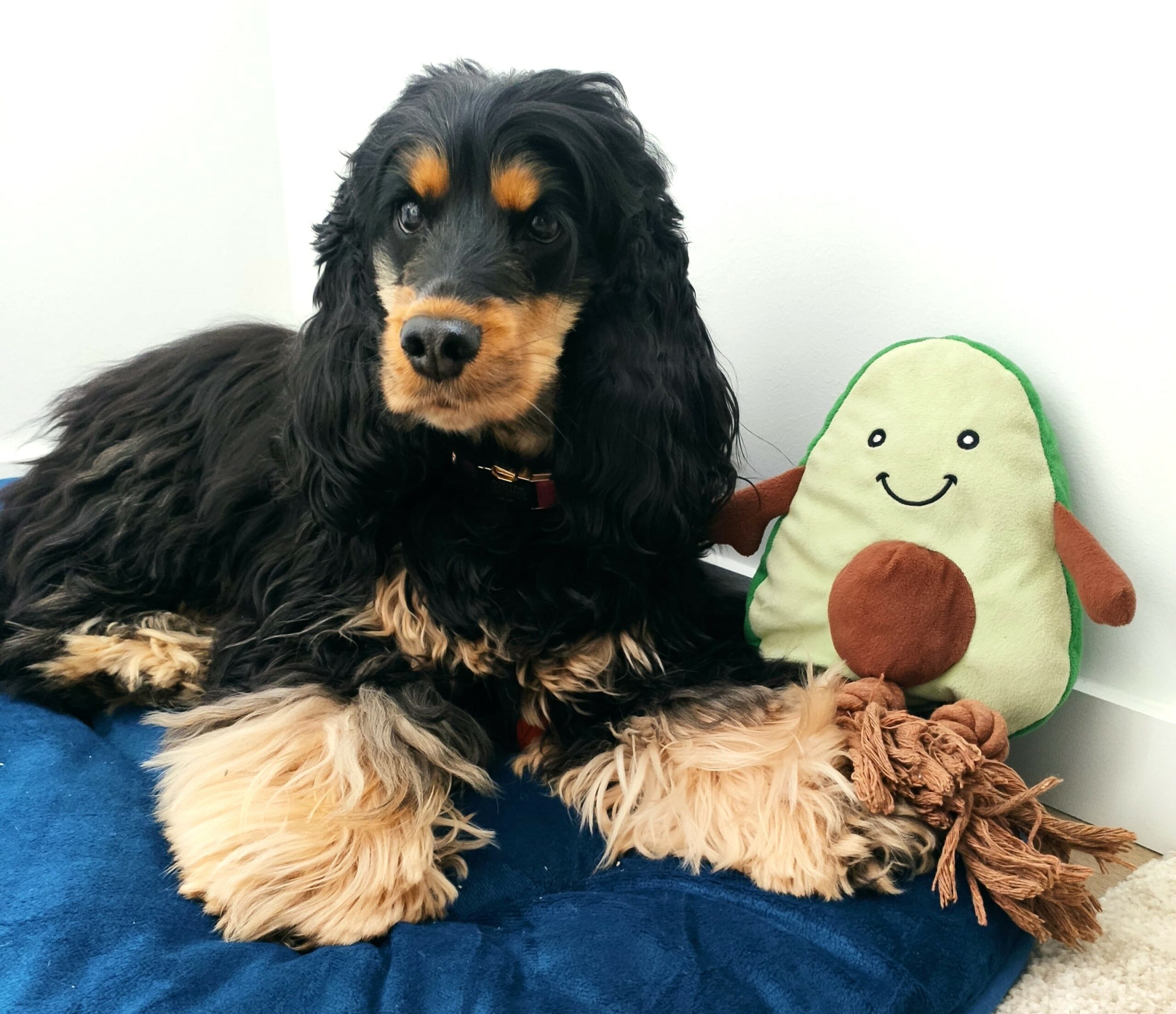 Scottie, Cocker Spaniel du cabinet